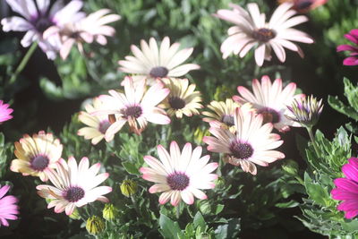 Close-up of white daisy flowers