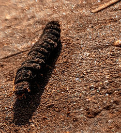 High angle view of a lizard on ground