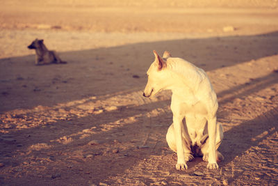 A street dog in sunlight is looking back at the other dog.