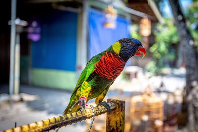 Close-up of parrot perching on wood