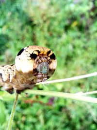 Close-up of insect