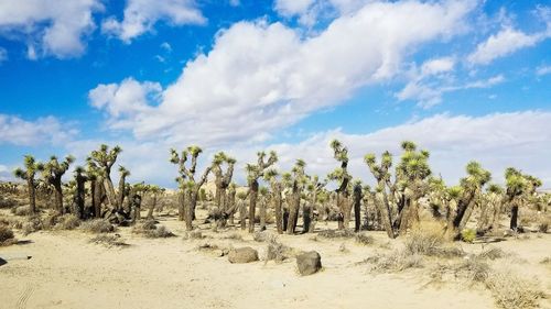 Panoramic shot of trees on field against sky