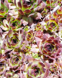 Full frame shot of succulent plant