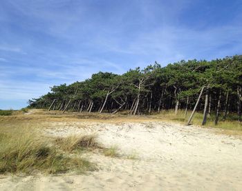 Trees on landscape against sky