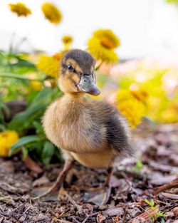 Close-up of a bird on field