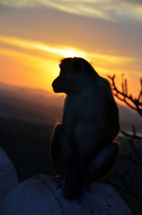 Close-up of monkey sitting on rock against sky during sunset