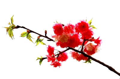 Low angle view of pink flowers against clear sky