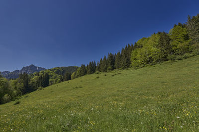 Scenic view of landscape against clear blue sky