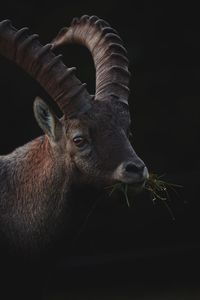 Make ibex from creu du van near neuchatel in switzerland