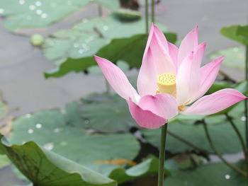The lotus flower blooms in botanical garden looks beautiful and awesome.