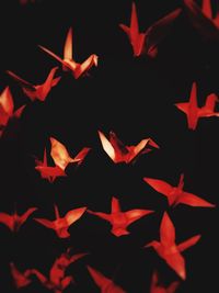 Close-up of red maple leaves against black background