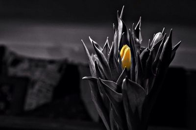 Close-up of yellow flowers