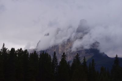 Low angle view of trees on mountain against sky