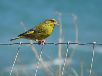 A greenfinch clings to a fence overlooking the sea