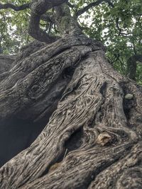 Low angle view of tree trunk