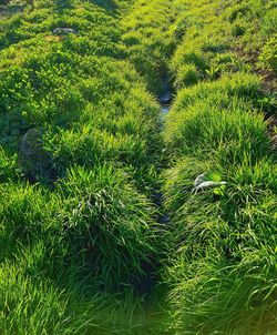 High angle view of plants on field