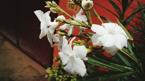 Close-up of white flowers