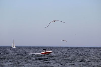 Bird flying over sea against clear sky