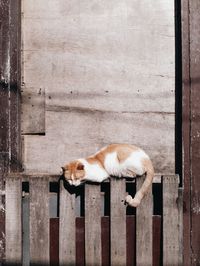 Cat sleeping on wood