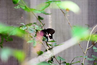 Close-up of plant against wall