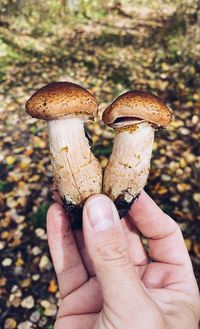 Close-up of hand holding mushroom