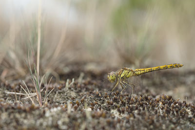 Close-up of insect