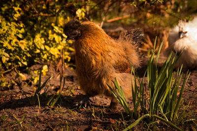 Close-up of squirrel on field