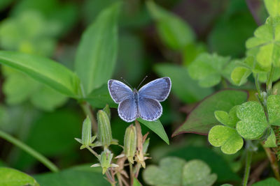 Close-up of butterfly on leaves