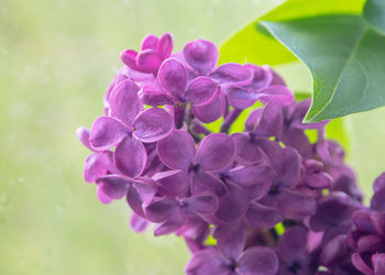 Close-up of purple flowering plant