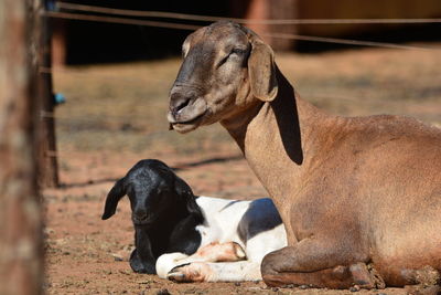 Goat looking at camera