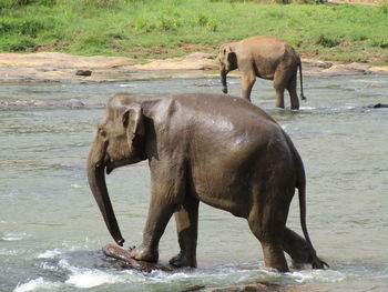 Elephant in a water