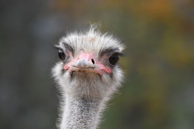 Close-up portrait of a bird