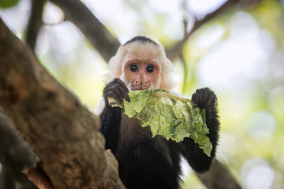 Portrait of monkey eating leaf