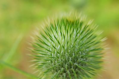 Close-up of cactus plant