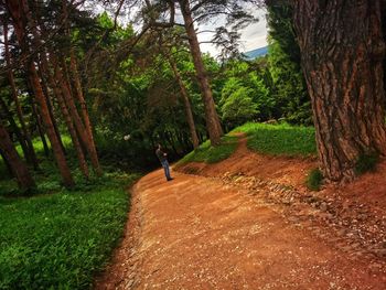 Rear view of man walking on footpath amidst trees in forest