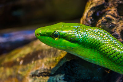 Close-up of green lizard on rock