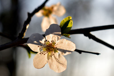 Close-up of fresh flower tree