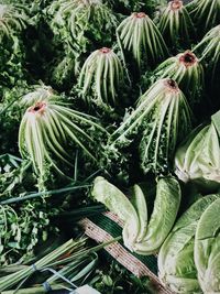 Full frame shot of plants