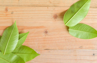 High angle view of leaves on wood