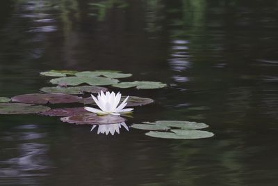 Lotus water lily in lake