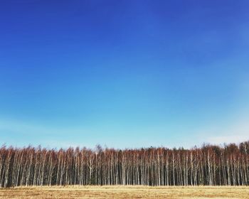 Scenic view of landscape against clear blue sky