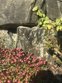 Flowers growing on plant