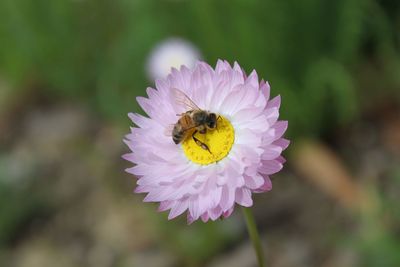 Close-up of honey bee on purple flower