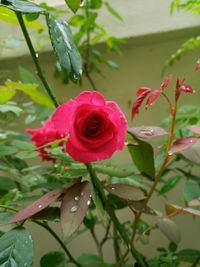 Close-up of pink rose blooming outdoors