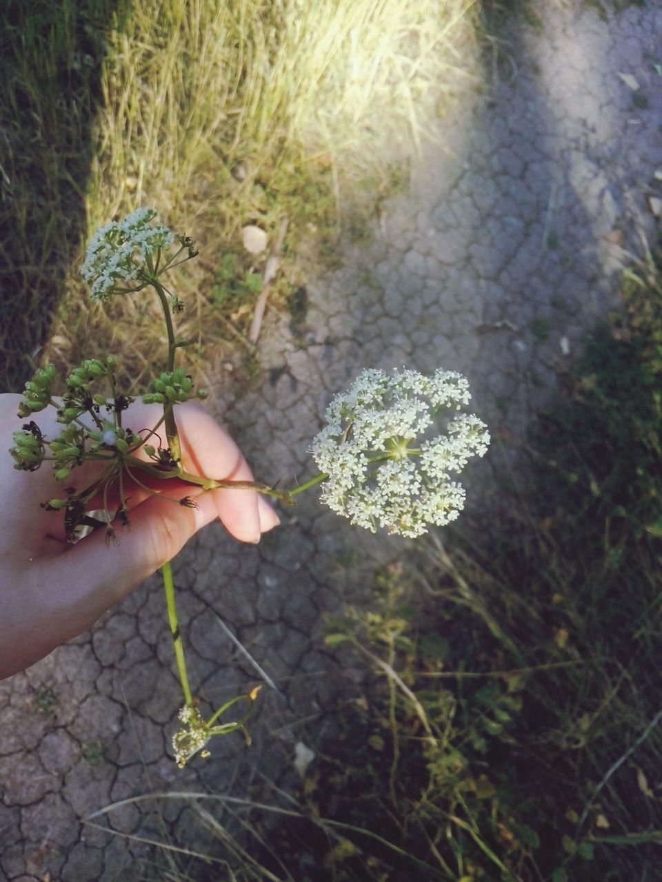 growth, plant, flower, leaf, nature, person, fragility, high angle view, freshness, part of, close-up, holding, outdoors, day, beauty in nature, green color, botany