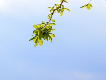 Low angle view of flowering plant against clear blue sky