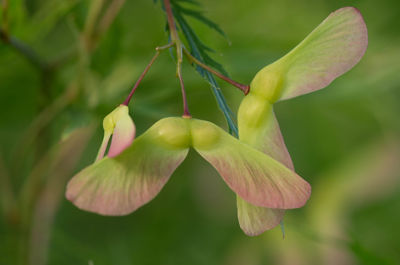 Close-up of flower growing outdoors