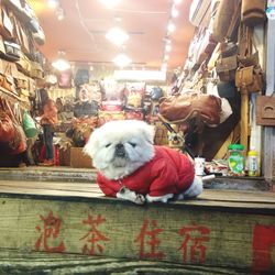 View of dog in store