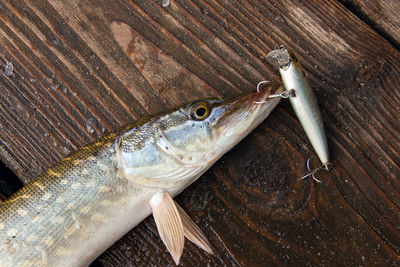 High angle view of fish on table