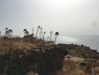 Plants growing on rocks by sea against clear sky